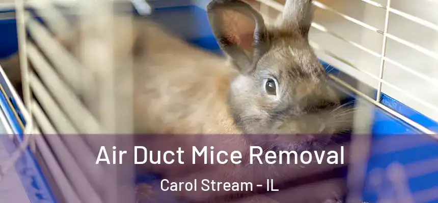 Air Duct Mice Removal Carol Stream - IL